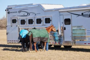 Read more about the article Don’t squeeze your big horses into a little trailer!